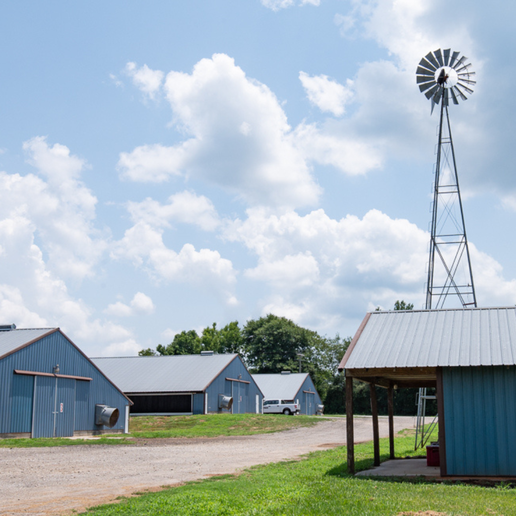 Springer Mountain Farms Chicken Thighs