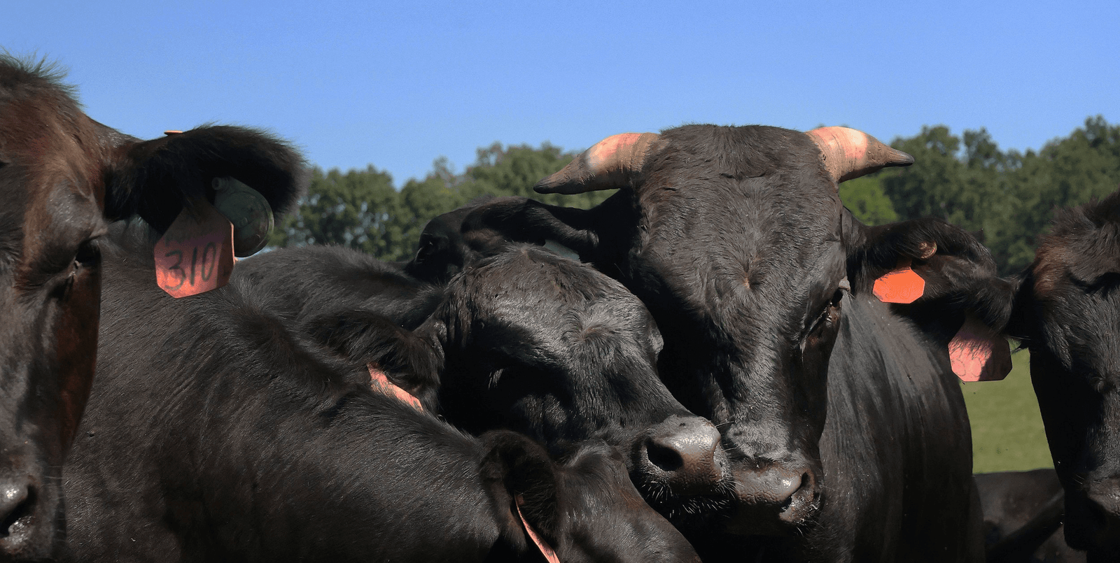 Black Hawk Farm American Wagyu