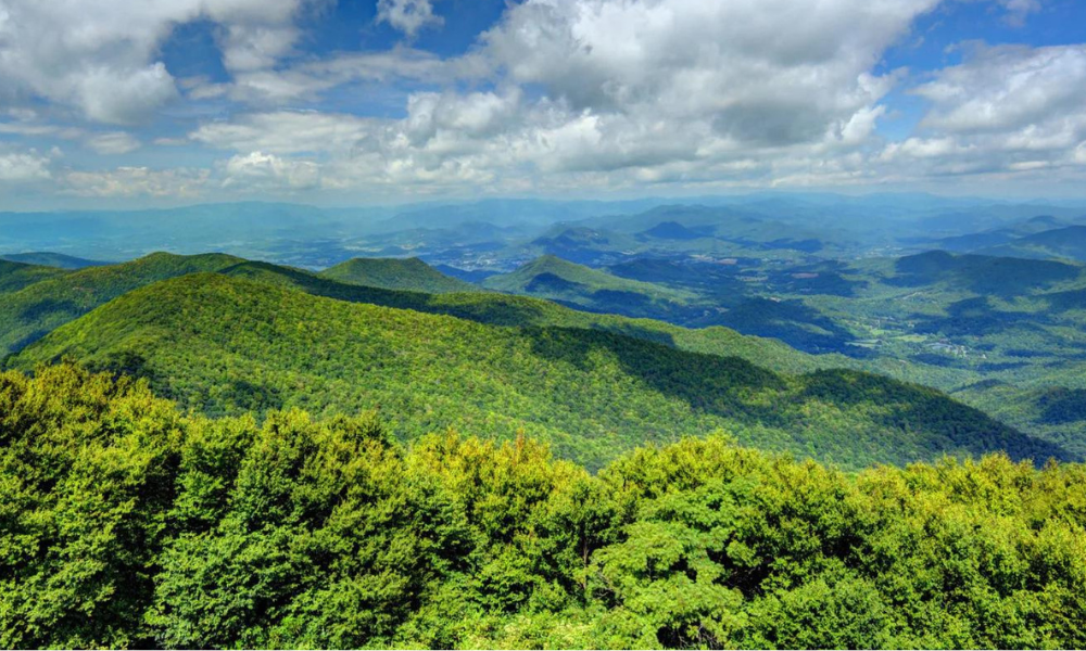 Springer Mountain Farms Chicken