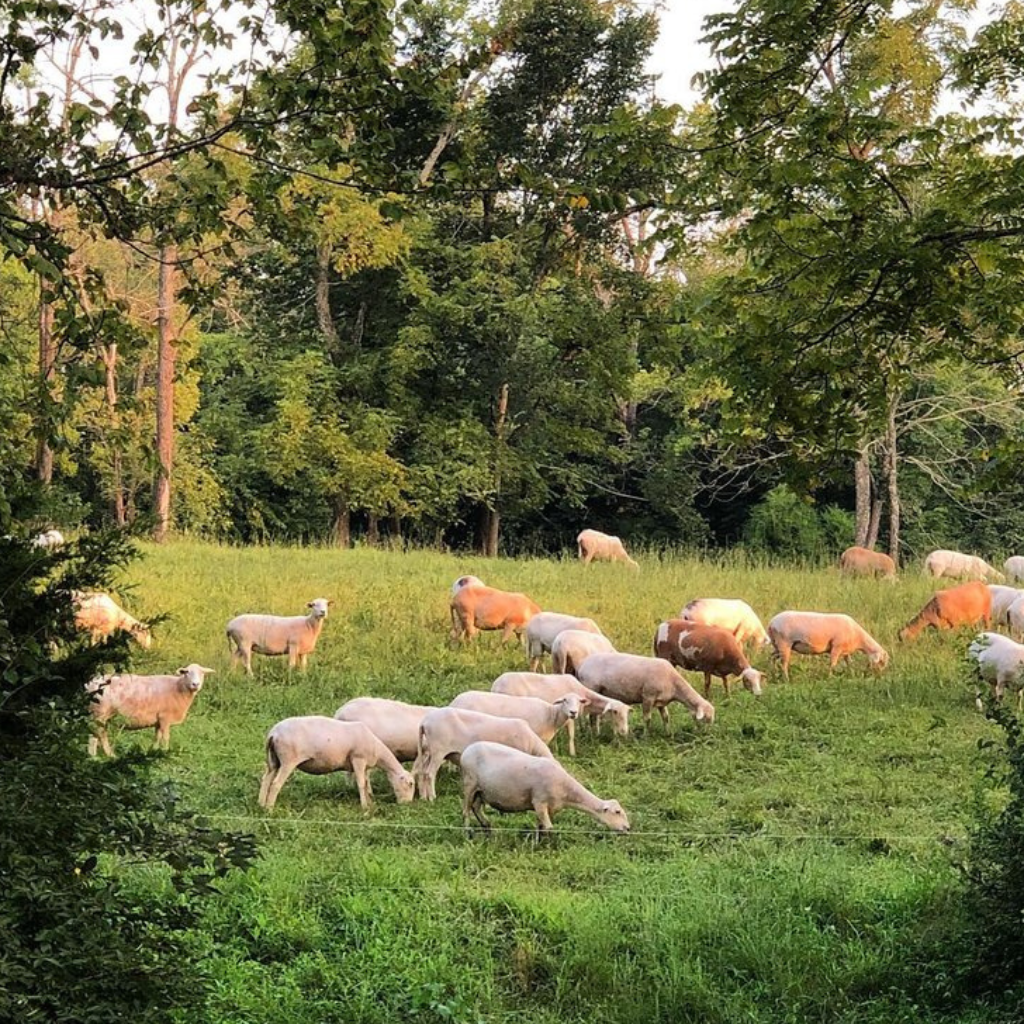 Freedom Run Farm Ground Lamb